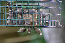 Bushtit